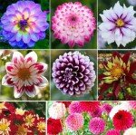 Rare Mix Dahlia Pompon Flower Seeds - 100+