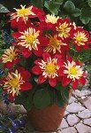 Rare Mix Dahlia Pompon Flower Seeds - 100+