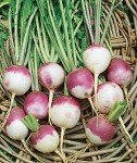 Burpee Purple Top White Globe Turnip Seeds