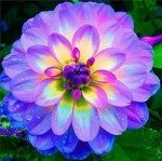 Rare Mix Dahlia Pompon Flower Seeds - 100+