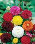 Rare Mix Dahlia Pompon Flower Seeds - 100+
