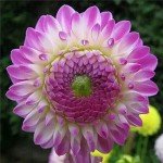 Rare Mix Dahlia Pompon Flower Seeds - 100+