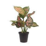 Aglaonema Hot Pink Wishes - Easy Care Plant
