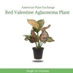 Aglaonema Hot Pink Wishes - Easy Care Plant