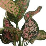 Aglaonema Hot Pink Wishes - Easy Care Plant