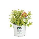 Double Play Candy Corn Spirea Live Shrub - 1 Gallon