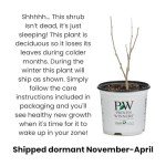 Double Play Candy Corn Spirea Live Shrub - 1 Gallon