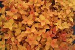 Double Play Candy Corn Spirea Live Shrub - 1 Gallon