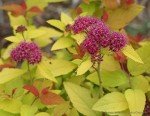 Double Play Candy Corn Spirea Live Shrub - 1 Gallon