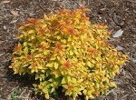 Double Play Candy Corn Spirea Live Shrub - 1 Gallon