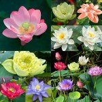 160 Pcs Mixed Lotus Seeds for Garden Pond