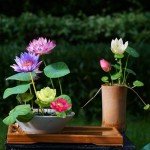 160 Pcs Mixed Lotus Seeds for Garden Pond