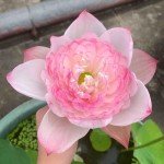 160 Pcs Mixed Lotus Seeds for Garden Pond
