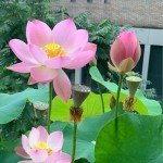 160 Pcs Mixed Lotus Seeds for Garden Pond