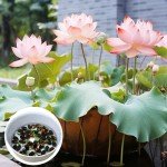 160 Pcs Mixed Lotus Seeds for Garden Pond