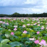 160 Pcs Mixed Lotus Seeds for Garden Pond