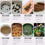 160 Pcs Mixed Lotus Seeds for Garden Pond