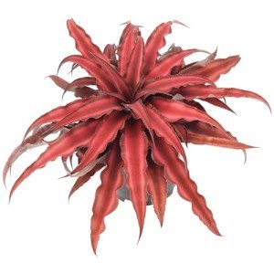 Red Earth Star Cryptanthus Indoor Plant, 4" Pot
