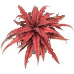 Red Earth Star Cryptanthus Indoor Plant, 4" Pot