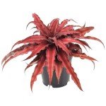 Red Earth Star Cryptanthus Indoor Plant, 4" Pot