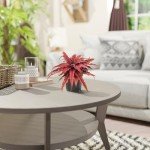 Red Earth Star Cryptanthus Indoor Plant, 4" Pot