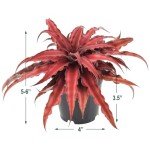 Red Earth Star Cryptanthus Indoor Plant, 4" Pot
