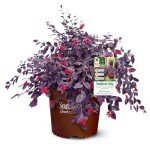 Red Diamond Loropetalum Shrub with Purple Foliage