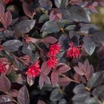 Red Diamond Loropetalum Shrub with Purple Foliage