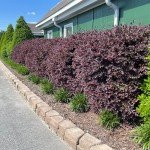 Red Diamond Loropetalum Shrub with Purple Foliage