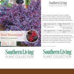 Red Diamond Loropetalum Shrub with Purple Foliage