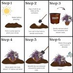 Red Diamond Loropetalum Shrub with Purple Foliage