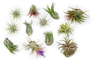 12 Pack Assorted Easy Care Air Plants