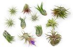 12 Pack Assorted Easy Care Air Plants