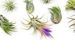 12 Pack Assorted Easy Care Air Plants