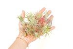 12 Pack Assorted Easy Care Air Plants