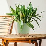 8-inch Indoor/Outdoor Planters with Drainage - 2 Pack