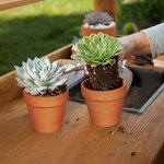20-Pack 3-Inch Drainage Nursery Pots for Succulents