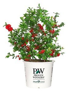 Double Take Scarlet Quince Shrub - Thornless