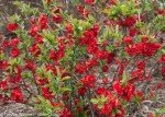 Double Take Scarlet Quince Shrub - Thornless