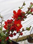 Double Take Scarlet Quince Shrub - Thornless