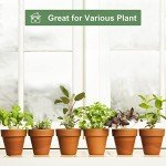 6-Pack 4-Inch Terracotta Pots with Saucers