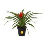 Bromeliad Live Plant in Eco-Friendly Paper Planter
