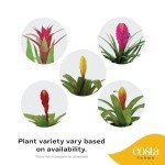 Bromeliad Live Plant in Eco-Friendly Paper Planter