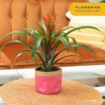 Bromeliad Live Plant in Eco-Friendly Paper Planter