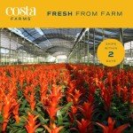 Bromeliad Live Plant in Eco-Friendly Paper Planter