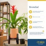 Bromeliad Live Plant in Eco-Friendly Paper Planter