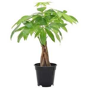 Money Tree Live Indoor Plant in 4" Pot