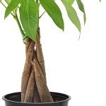 Money Tree Live Indoor Plant in 4" Pot