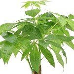 Money Tree Live Indoor Plant in 4" Pot