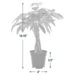 Money Tree Live Indoor Plant in 4" Pot